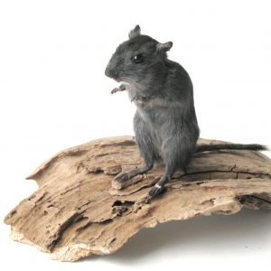 Gerbil of woestijnrat, Meriones unguiculatus.