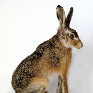 Haas, Lepus europaeus