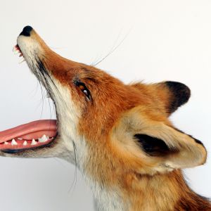 Vos, Vulpes vulpes. Gapend.