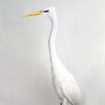 Grote Zilverreiger, Ardea alba