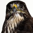 Buizerd, Buteo buteo