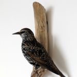 Spreeuw, Sturnus vulgaris