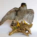 Havik, Accipiter gentilis