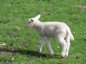 Wist u dat u niet alleen een hond of kat maar ook een lam of slang kunt laten prepareren?