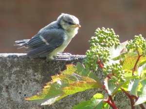 Een jonge pimpelmees is ook een wild dier.