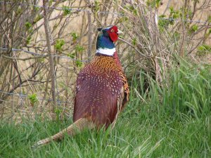 Een fazant mag in de winter bejaagd worden.